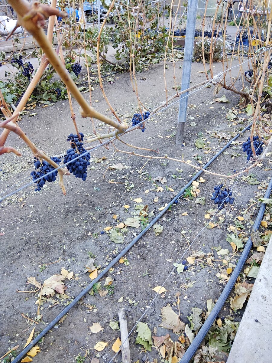 Виноград на зиму