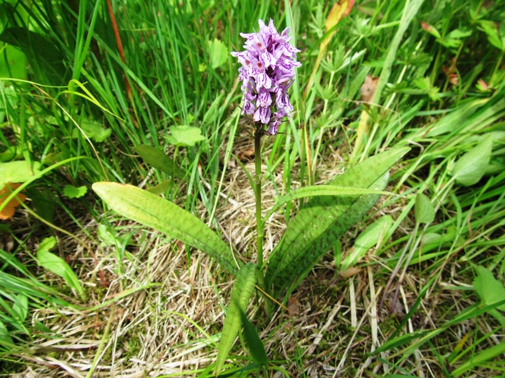 Первая орхидея