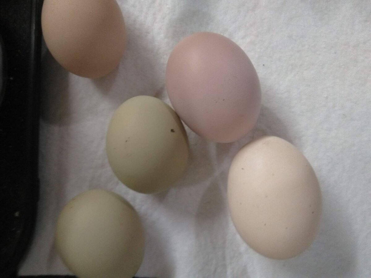 Цветные яйца несёт доминант.Без проблемная и очень яйценоская курочка!