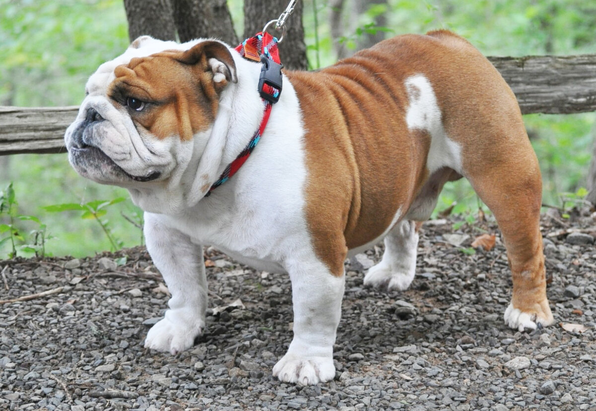 Английский бульдог