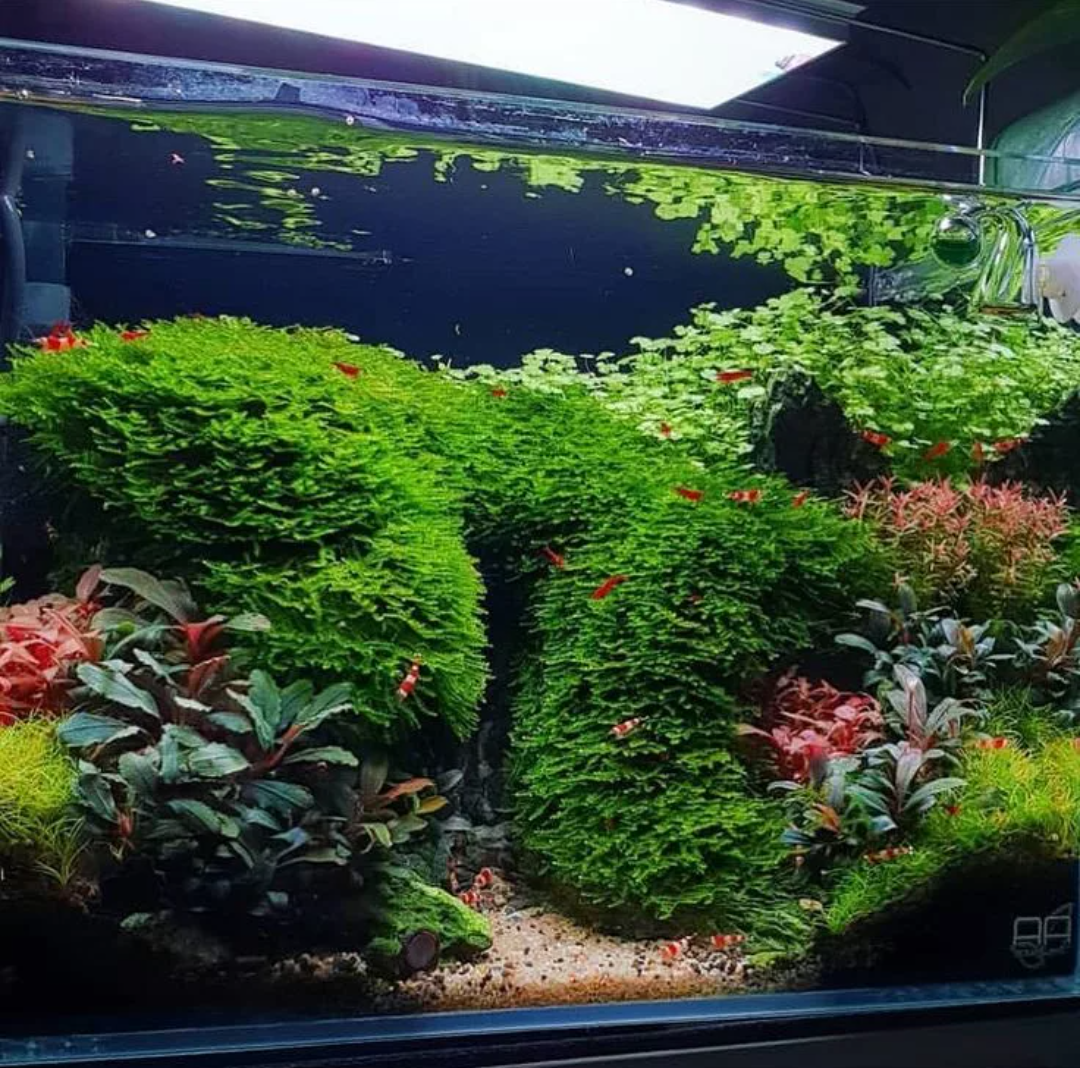 Вот этот аквариум на фото голландский. Или вот еще