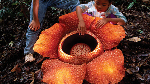 Раффлезия: самый большой в мире цветок... который пахнет тухлым мясом. |  Книга растений | Дзен