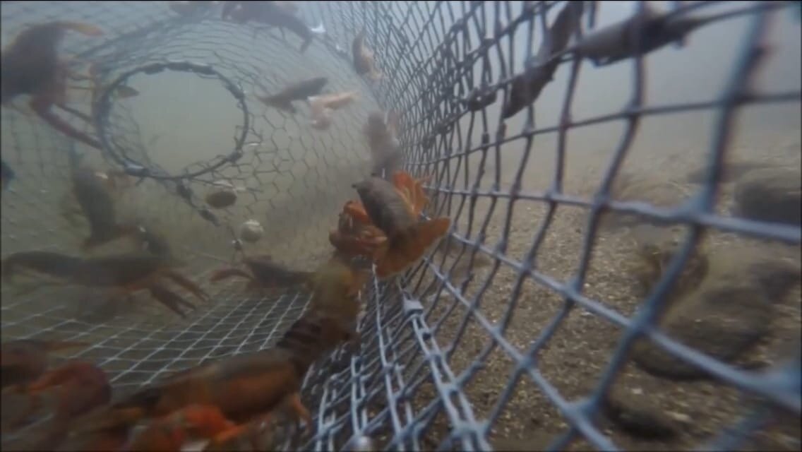 уже через минут тридцать пришел пеервый рак,потом еще и еще.