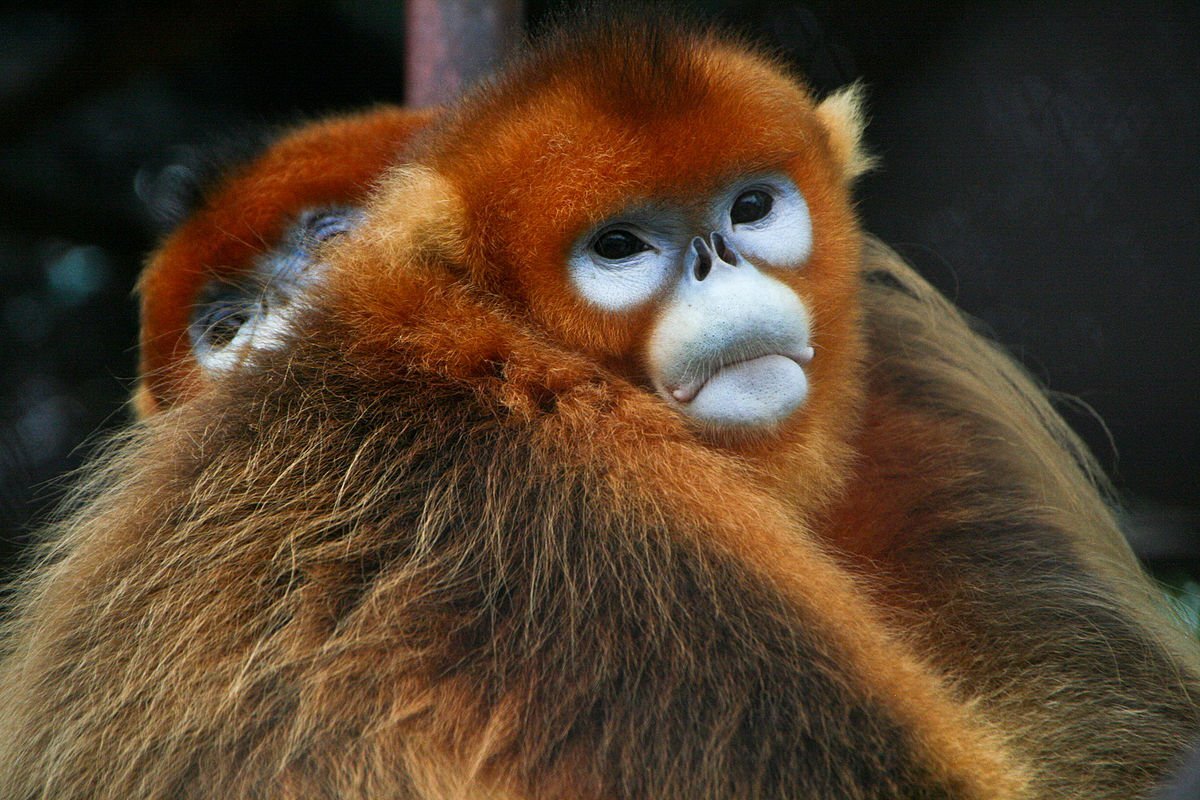 Rhinopithecus roxellana. Фото: Jack Hynes / Flickr.com