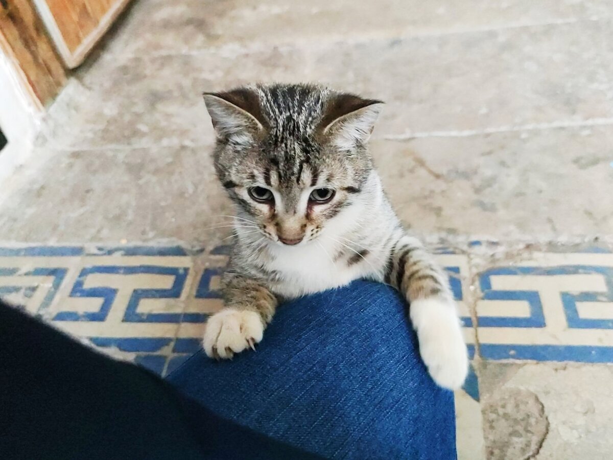 Дикий кот