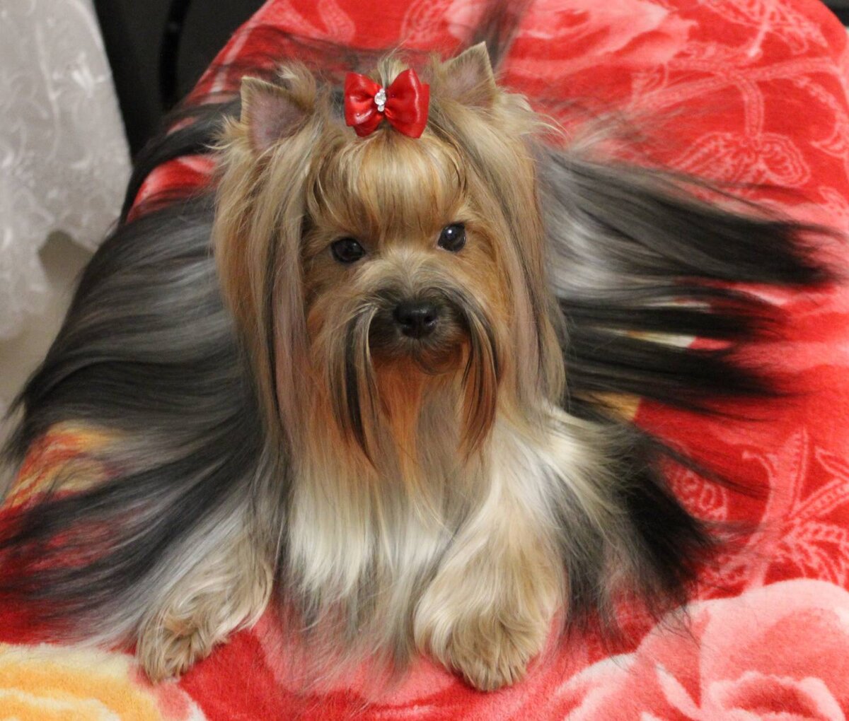 Стандартный вид (Взято с https://sar-dog.ucoz.com)