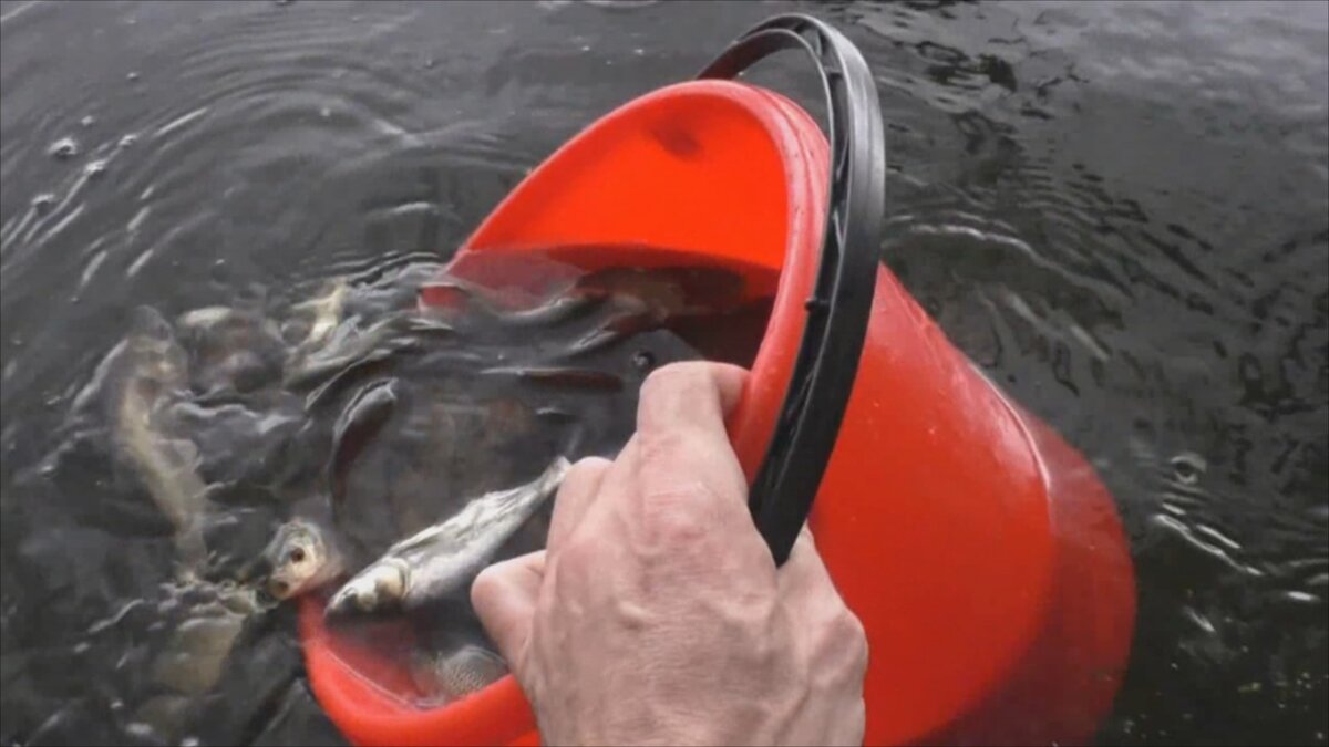 Зарыбление пруда