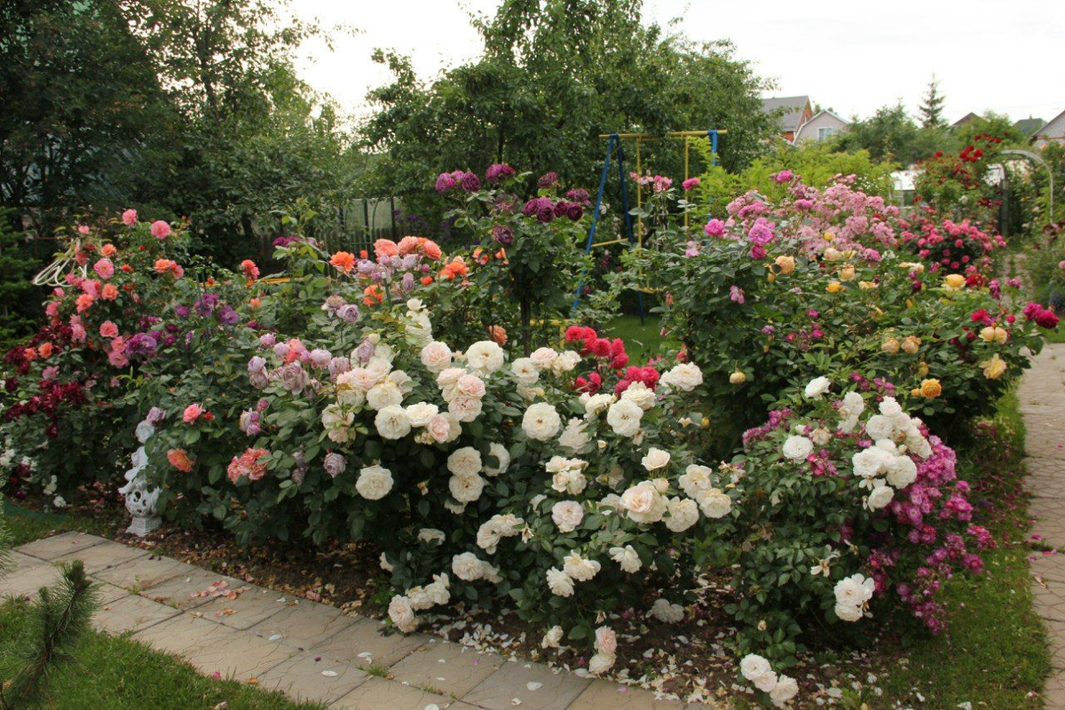 Мой сад. Июнь