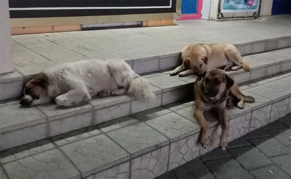 Вот для примера бродячие собаки моего города.