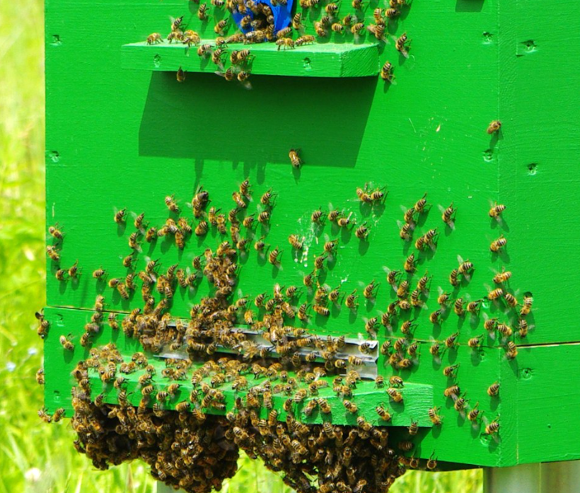 Лето 2016 было жаркое, пчелы охлаждались под ульем доже по ночам