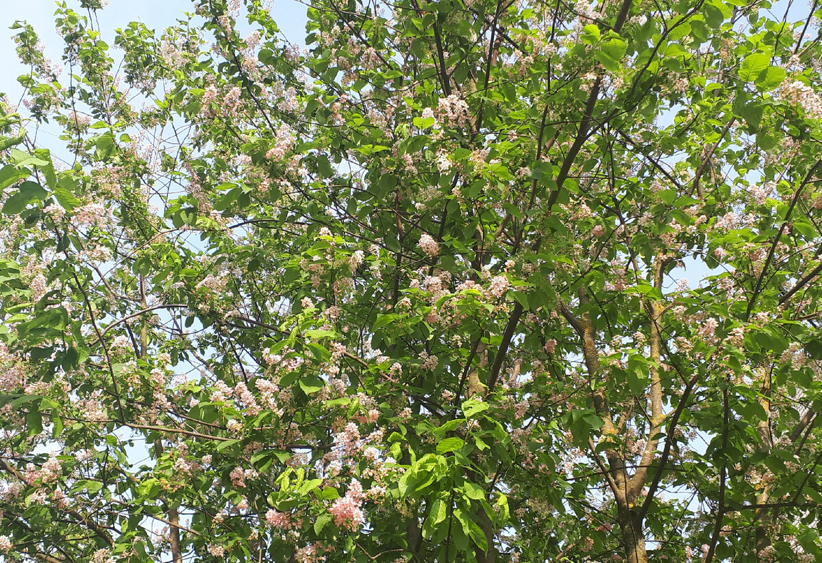 Удивительно как природа иногда 