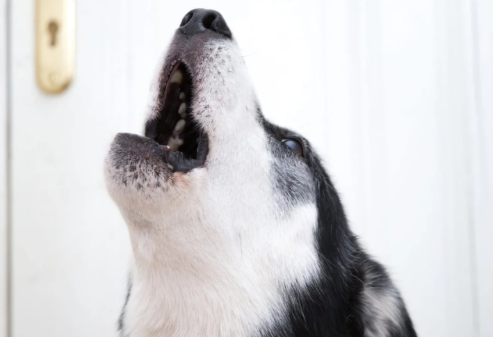 А некоторые собаки даже воют на такие раздражители