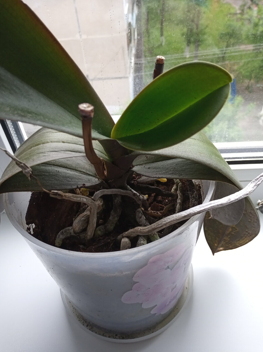 Правильный уход за орхидеей в домашних условиях - BUKETLAND