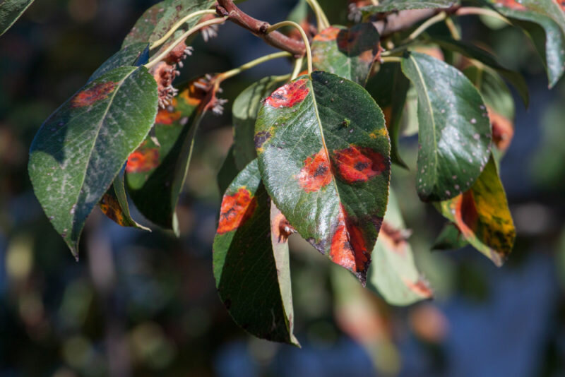 Болезни груши. (Фото используется по стандартной лицензии ©ogorodnye-shpargalki.ru)