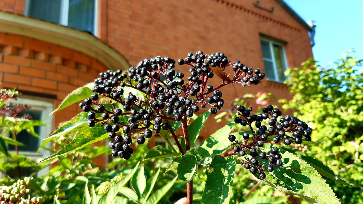 ФОТОМАТЕРИАЛ - https://7dach.ru/uploads/images/08/59/07/2019/08/03/1f61bb.jpg