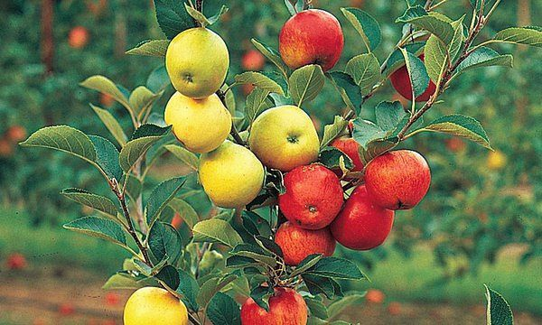 Как вам результат?