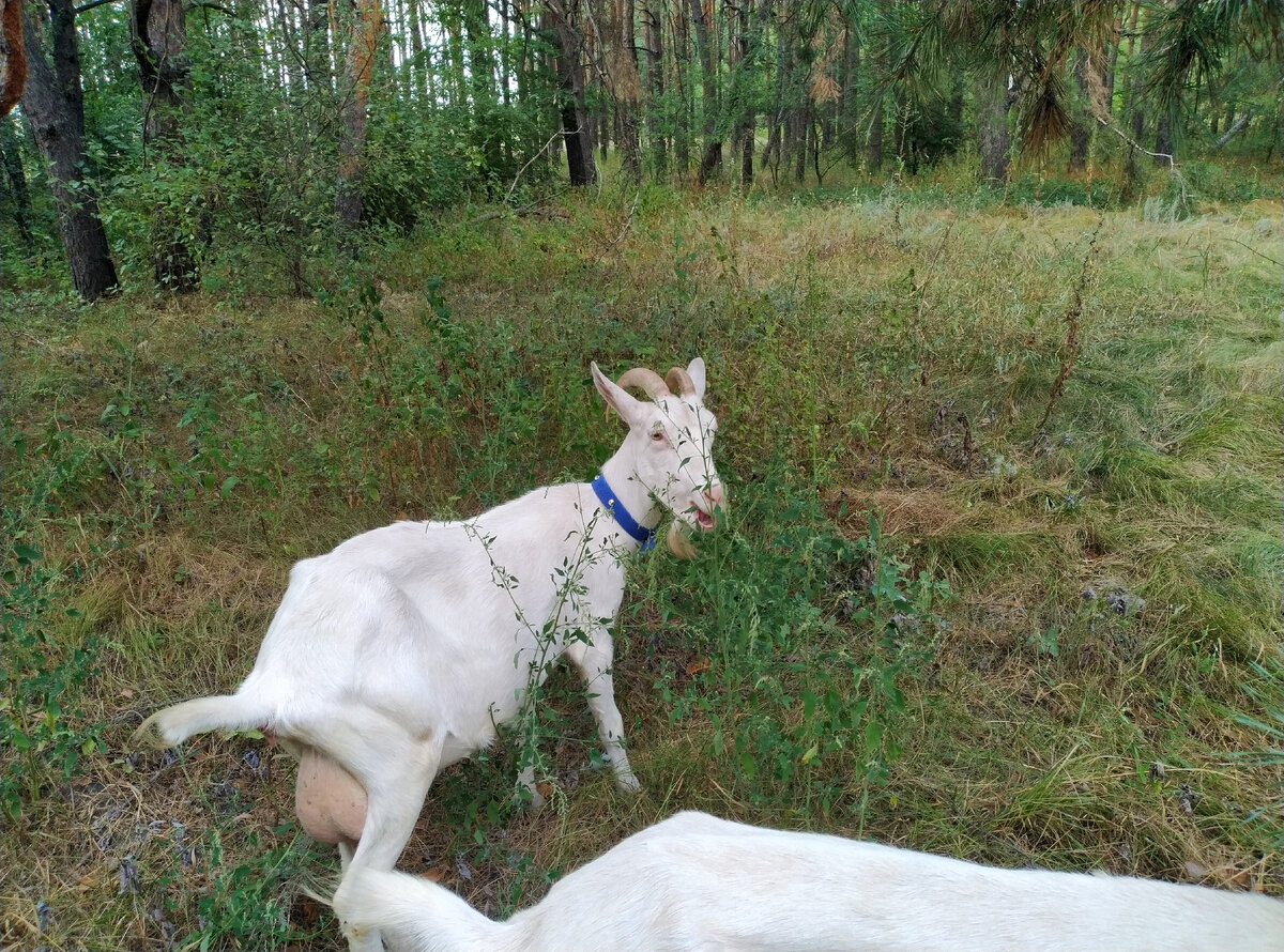 Нет кустов, мы и траву поедим...