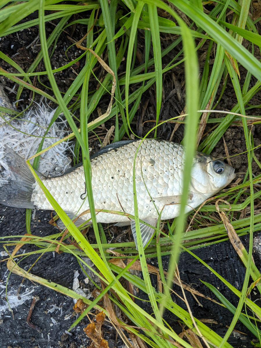 Серебряный карась