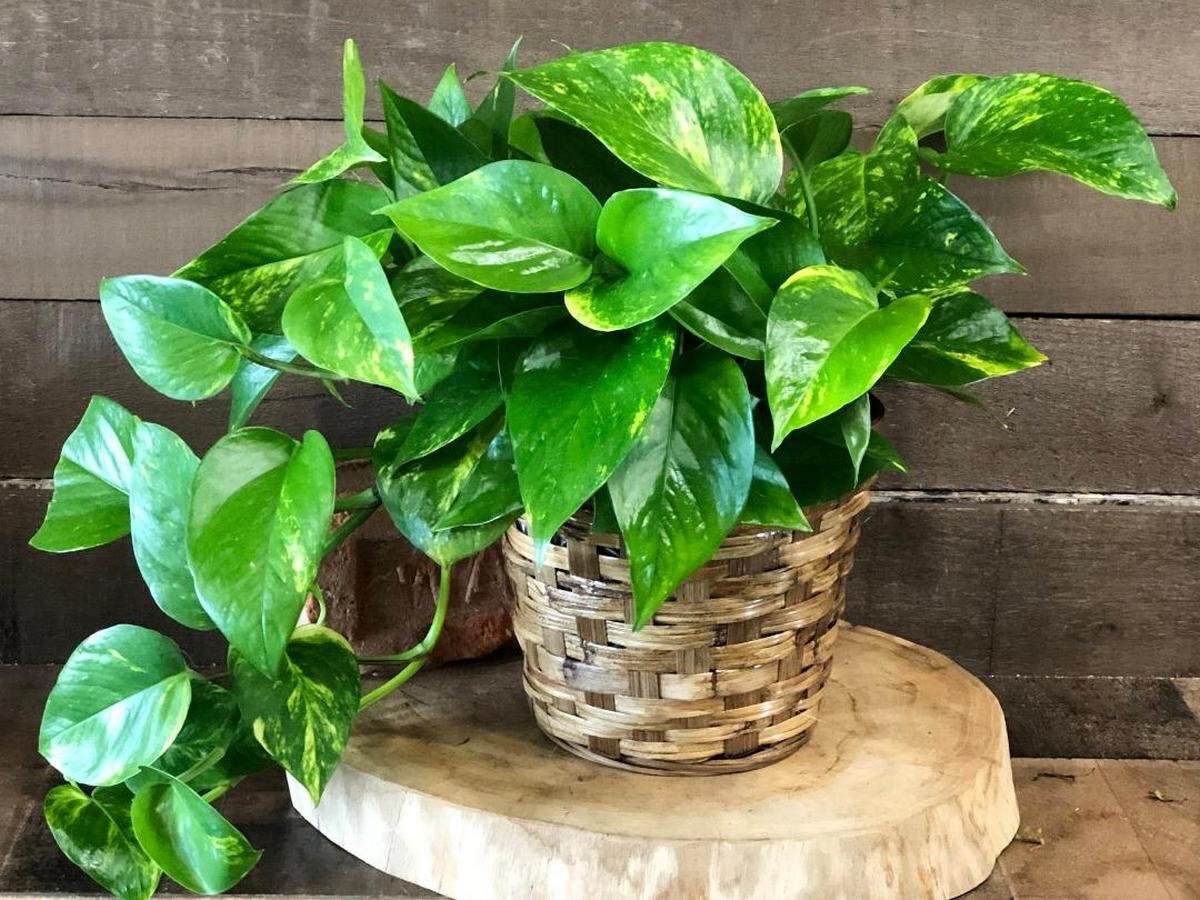 Эпипремнум золотистый