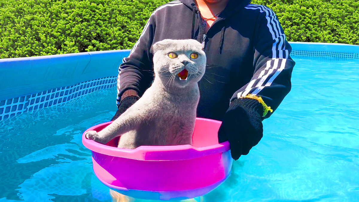 Даже рядом с водой многим котам неуютно. К слову, тут кот как раз особо не переживал, просто удачный кадр :)