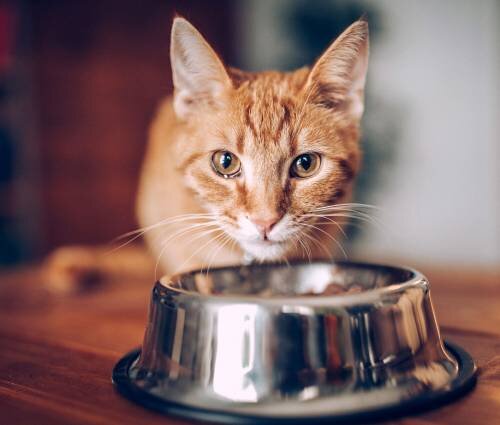 Сколько времени кошка может без еды и какие могут быть последствия  голодания | Лапа помощи | Дзен