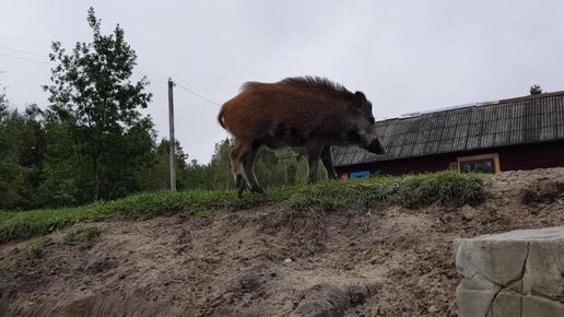 Деревянная лестница к пруду возле коттеджей в лесу