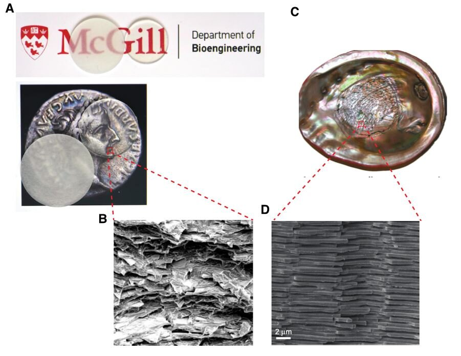 (A) Стеклянный композит, (B) Микроструктура композитного стекла, (C) Вид перламутрового слоя в раковине красного морского ушка и (D) микроструктура перламутра. Предоставлено: Университет Макгилла.