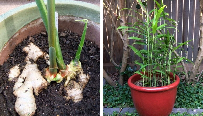 Фото: Яндекс. Картинки