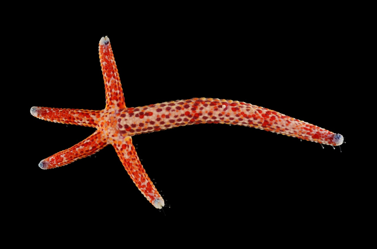 Морская звезда половое размножение