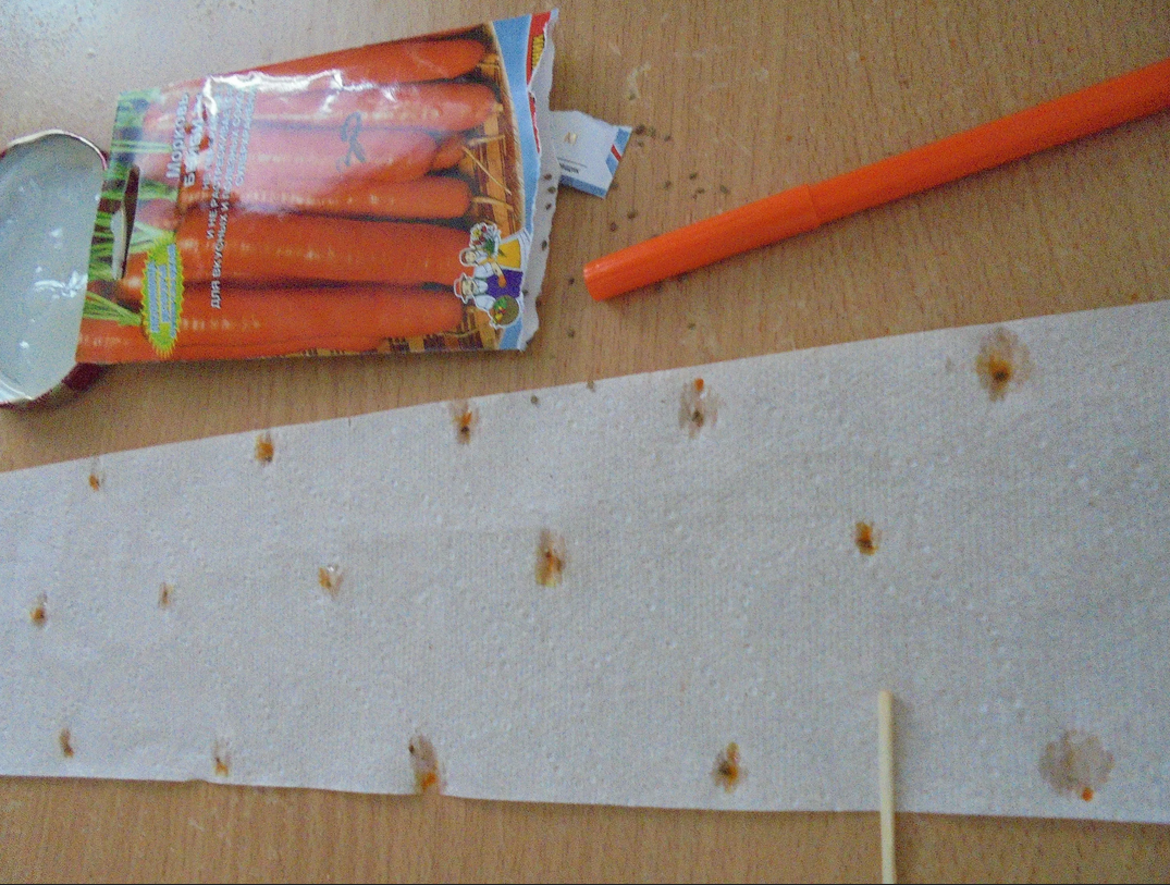 Как клеить семена. Семена на туалетной бумаге. Семена моркови на ленте. Семена моркови на туалетной бумаге. Морковь на ленте туалетной бумаге.