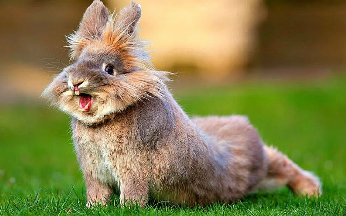 Смешные кролики. Смешной заяц. Кролик фото. Красивый кролик.