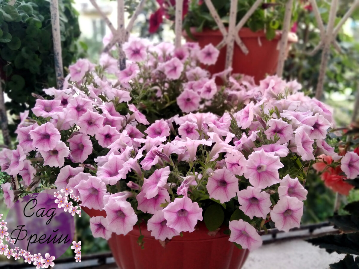 Петуния 'Shock Wave' просидела весь сезон в чистейшем торфе, даже взрослым ничего не добавляла. Ещё бы - на такой объём (кашпо на 18 л) перлита не напасёшься