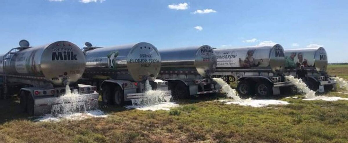 источник фото https://topwar.ru/170836-unichtozhit-nelzja-prodat-ssha-izbavljajutsja-ot-produktov-pitanija.html