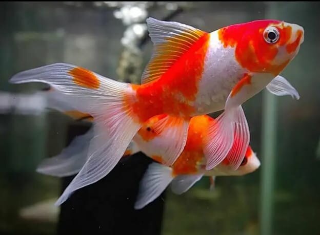 Аквариумная рыбка комета.