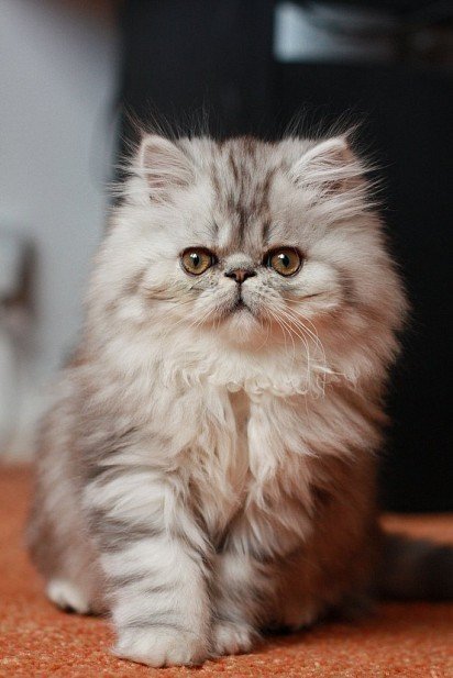 Персидский кот: 25+ фото, описание породы, уход | manikyrsha.ru
