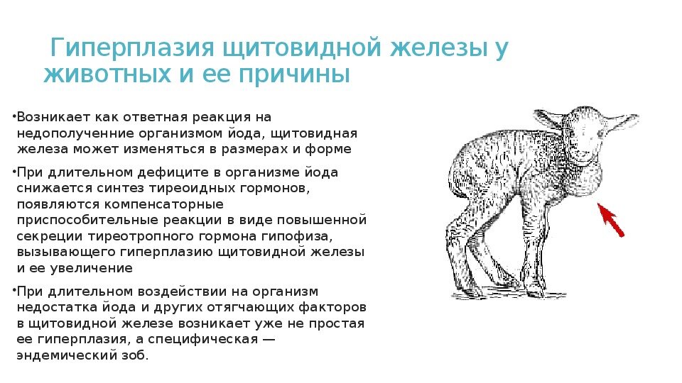 Болезни молодняка животных презентация