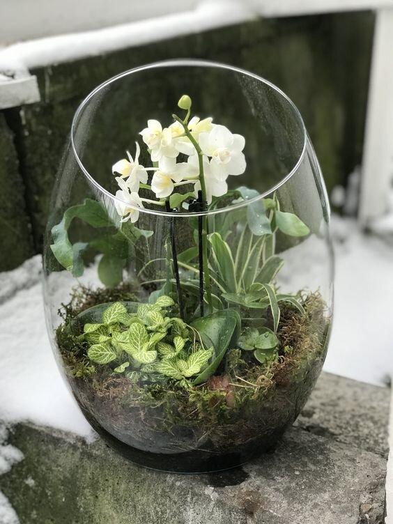 Флорариум с орхидеями и папоротниками. Фото: pinterest.ru