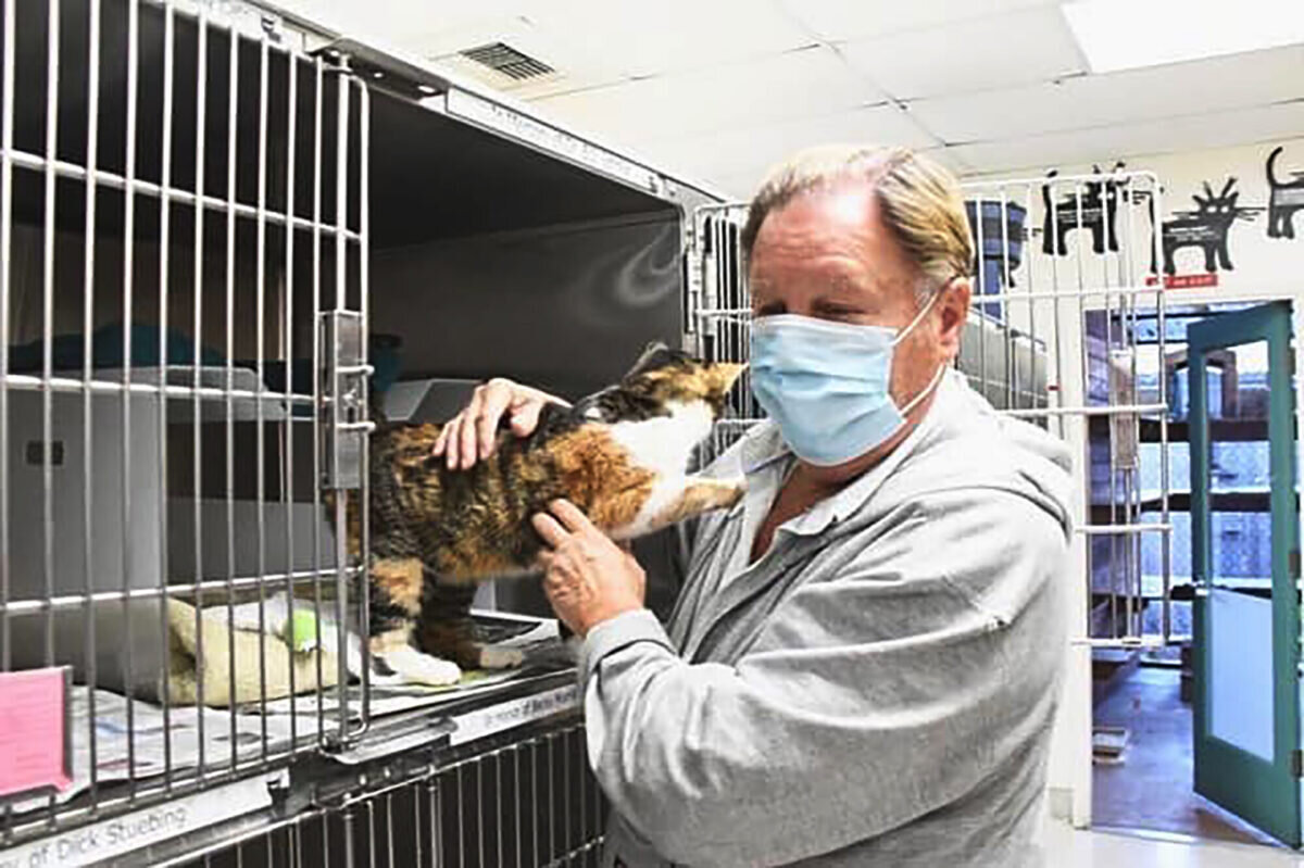 Кошка в приюте. Источник фото: https://www.ntd.com/missing-cat-turns-up-3-years-after-california-disaster_557829.html