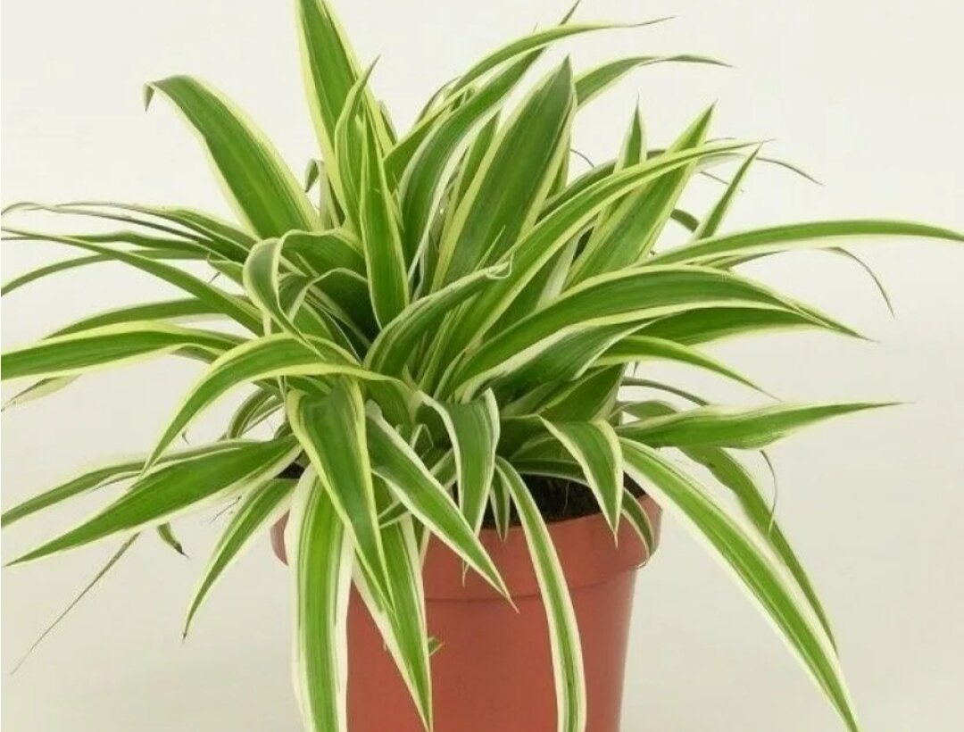 Так Хлорофитум продаётся в магазине