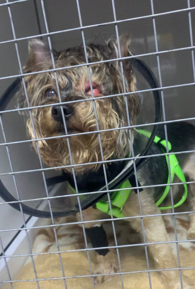 Краснодарский грумер искалечила йорка и избежала ответсвенности. Главная причина - отсутствие видео камеры в салоне в момент стрижки и личного присутствия. Только поэтому грумер избежала ответственности по:
статье 171 УК РФ Незаконное предпринимательство
статье 245 УК РФ Жестокое обращение с животными в целях причинения боли, страданий из-за корыстных побуждений, повлекшее увечье собаки 
статье 167 УК Умышленные уничтожение или повреждение чужого имущества
Отдавая собаку на стрижку - никто по закону не несет ответственность за вашего члена семьи.

18.04.2022 муж отнес нашего здорового йоркширского терьера Босса на стрижку в зоосалон Розовая Пантера по адресу: г.Краснодар, ул Трошева, д 41, где принимает клиентов грумер Алеся Грибанова со своей помощницей по тел: 89604740780. 

Страницы грумера, искалечившую йорка:

https://vk.com/idalesyagribanova 

https://instagram.com/poodleshtrudel

https://ok.ru/profile/136000618074

18.04.2022 я получила йоркширского терьера после стрижки с поврежденными глазами, кровоподтеками на голове и отеком по всей голове. После стрижки я получила искалеченную собаку. У йорка сильно текли глаза, собака рычала от болевого шока сразу после стрижки. Но мне грумер со своей помощницей сказали: «Покапайте глаза Корнегелем», что меня насторожило, потому что этот гель используется только при повреждении роговицы глаз. Меня их совет при выходе из зоосалона очень насторожил. Я заплатила 1400 руб и пошла домой выяснять, что произошло на стрижке. Собаке с каждым часом становилось хуже. Я начала звонить в истерике и материть грумера. В этот же вечер она сама без моих требований перевела обратно деньги, чтобы снять с себя любую ответственность за дальнейшие последствия. "Кляп в рот" - это называется. Чтобы ситуация не вышла за пределы зоосалона. 

18.04.2022 в этот же день я поехала спасать собаку в ветеринарную клинику Биосфера. Где собаку экстренно приняли и оказали первую помощь. Но офтальмолога на месте не было, чтобы осмотреть глаза, запись к офтальмологу за неделю. Ветеринары сделали собаке общий анализ крови, который подтвердил, что собака в день стрижки была абсолютно здорова без инфекции, которая могла бы вызвать повреждение глаз. 
Далее я лечила собаку по назначению ветеринара в надежде, что это обычная аллергическая реакция, которой, кстати, мы ни разу в жизни не страдали за 11 лет. Но глазу становилось хуже, в процессе лечения на левом глазе собаки я увидела "дырку" на сетчатке глаза. Подтвердились мои страшные опасения о том, что во время стрижки грумер задела ножницами глаз собаке. Грумер же говорит: : «Собака сама себе лапой потерла глаз и повредила». 

29.04.2022 я отвела собаку к офтальмологу в ветеринарную клинику СЛОН, где было выявлено обширное повреждение глаза и поставлен диагноз: "Язва роговицы". Офтальмолог назначила лечение, которое не помогло. В итоге 3.05.2022 мы экстренно оказались в вит клинике БИОСФЕРА на операции в надежде спасти глаз, пусть уже и тот, который никогда не будет видеть. Нам нужно спасти глазное яблоко, чтобы не попасть под общий наркоз на удаление всего глаза. Для собаки 11 лет это смертельно опасно.

Как оказалось, грумером стала Алеся Грибанова стала год назад, до этого она была фотографом, и никакого отношения к животным никогда не имела, как и медицинского образования. Грумер полностью отрицает свою вину и придумывает различные истории, как собака могла искалечить себя сама. 

Я оставила свой отзыв в интернете об этом зоосалоне и грумере. Далее началась информационная война. Грумер объявил информационную травлю со своими друзьями из Украины с угрозами, шантажом, преследованием моего ребенка. Друзья грумера используют слова «курва» и «москаль». Распространяют фотографии моего ребенка и моего мужа, клевещут, сочиняют истории и называют моего ребенка "мразью". 

Ольга - очередной Краснодарский грумер, по совместительству питомник Мейн Кун в Краснодаре тел: +79183158389 

Ее страницы: 

https://vk.com/olgabrawn

https://instagram.com/ollybrawn?igshid=YmMyMTA2M2Y=

https://instagram.com/maine.coon.official?igshid=YmMy..

Ольга грумур называет йорков «псинами гнилыми». Поэтому стрижет только кошек. От Краснодарских грумеров мне приходили угрозы, попытки шантажа и тд. Ольга угрожала расправой надо мной. Сам факт желания навредить моему ребёнку из-за того, что их подруга искалечила мою собаку - это дно. 

Очередная подруга грумера Софи живет а частном секторе у ЖК Губернского тел: +79181277077 У самой есть ребёнок, но ненавидит чужих детей и презирает их. Софи - подруга Алеси агитировала в чате к нападению на моего ребенка с помощью различных инстанций, чтобы моего ребенка лишили матери. Обсуждала, как анонимно можно написать оклеветать нашу семью, чтобы пришли за ребенком. Софи собирала незаконно информацию о моем муже и ребенке, шантажировали меня и угрожала моим ребенком, что анонимно натравит органы опеки на моего ребенка, начнут ходить по соседям собирать сплетни о нашей семье.

В ходе конфликта об искалеченной собаке грумером, группой лиц во главе с Алесей, Ольгой, Софией была организована травля, преследование, сбор личных данных моего ребенка, распространения фотографий моего ребенка с целью навредить моему ребенку. И таким образом отомстить за мой отзыв о грумере, который искалечил нашего члена семьи. 

Все скрины и голосовые сохранены с угрозами в адрес моего ребенка. Все это происходит из-за моего отзыва в интернете о работе грумера и зоосалоне, где искалечили члена нашей семьи.

Попытка и угроза травли против моего ребенка организована этими лицами:
Софи тел: +79181277077
Ольга грумер, тел: +79183158389
Екатерина Илларионовна https://vk.com/illarionova.ekaterina
Алеся грумер тел: +79604740780

У Алеси с ее подругами целый чат в числе около 40 человек, где они обсуждают, как отомстить мне за мой отзыв о грумере, искалечившим моего йорка. Где они массово предлагают блокировать мои социальные сети и отзывы о работе зоосалона. Они перешли на преследование моего ребенка и мужа, распространяя фотографии ребенка, клевету и маты в сторону моей семьи. Выставляли фото моей беременности и называли "праституткой". Это и есть лицо Краснодарских грумеров.

Подумайте сто раз прежде чем отдавать собаку грумеру. Если с вашей собакой что-то случится - никто не будет нести ответственность. Мало того, еще и начнут угрожать, шантажировать и поливать грязью вашу семью. Вас захотят заставить молчать, даже если искалечили вашего члена семьи. Поэтому отдавать собаку дамам с ножницами - большой риск. Вы абсолютно беззащитны со стороны закона перед грумерами. Они не несут никакой ответственности за последствия. Вчера она-фотограф, сегодня-она кинолог и грумер. 

Я стала врагом грумеров по всей стране и внесена в чёрные списки. И Слава Богу. У меня теперь фобия на них на всю жизнь. 11 лет мы стриглись у грумеров в разных городах. Был случай даже в Волгограде, когда грумер присыпил Босса как-будто наркозом, но я ничего не сказала. Я вообще не привередливый клиент, я ни разу в жизни не предъявила претензии ни к одному грумеру. Молча приходила, молча деньги переводила, молча уходила. Достаточно было оставить один отзыв об искалеченной собаке Краснодарским грумером - и вся шобла грумеров по всей стране начали обзывать мою искалеченную собаку, собирать сплетни, сочинять гадости про мою семью и нападать на моего ребёнка. Наверное, для того, чтобы быть грумером - нужно быть определенного менталитета. Чтобы любовь к животным превратить в бизнес на поток. 

Пусть моя история будет примером для всех владельцев малышей, которых мы несём к дамам с ножницами. Потому что в один миг такая дама может сделать собаку калекой на всю жизнь. Босс - член семьи. Я отнесла своего члена семьи на стрижку, доверила чужим рукам. Распространите как можно большему количеству владельцев собак. Эта дама так и работает безнаказанно в Краснодаре со своими подружками грумерами. 

Петиция https://www.change.org/p/наказать-краснодарского-грумера-искалечившую-йорка?recruiter=1227676019&utm_source=share_petition&utm_medium=copylink&utm_campaign=share_petition&utm_term=e999b1c5669644598b5ba1e0f9270806
Моя личная страница https://vk.com/id710387772