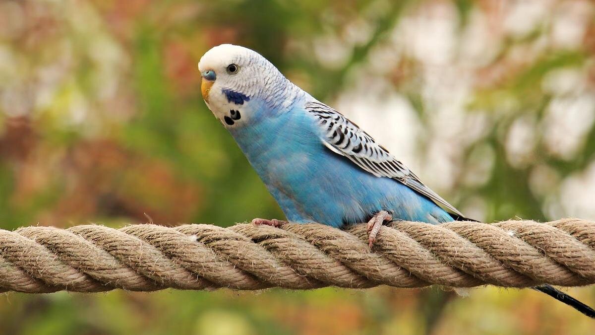 Пернатый искатель приключений (все фото взяты из открытых источников)