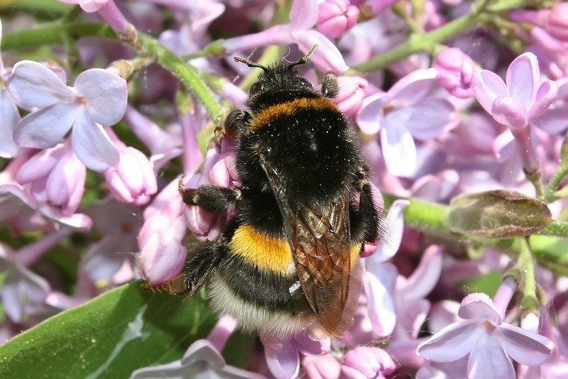 В школу с Верой и Фомой