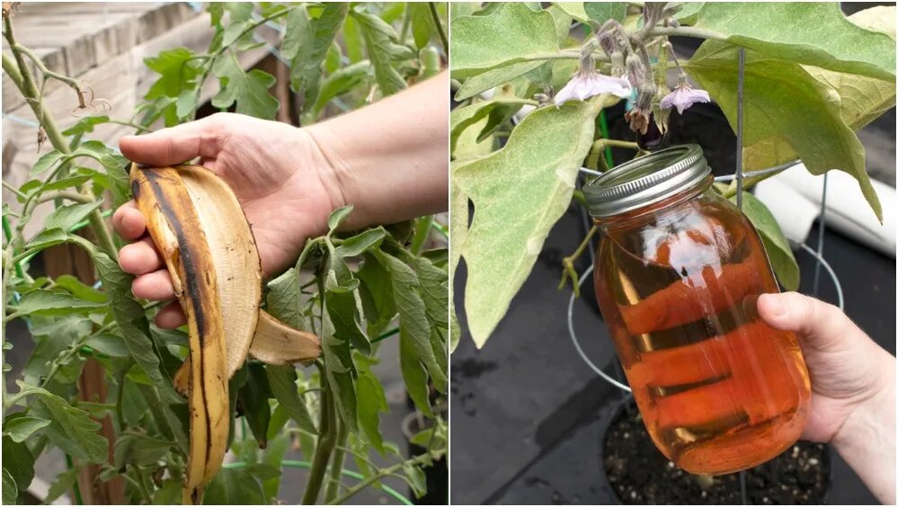 Кожура банана для полива комнатных цветов. Удобрение из банановых корок. Banana Fertilizer. Сухая банановая кожура применение.