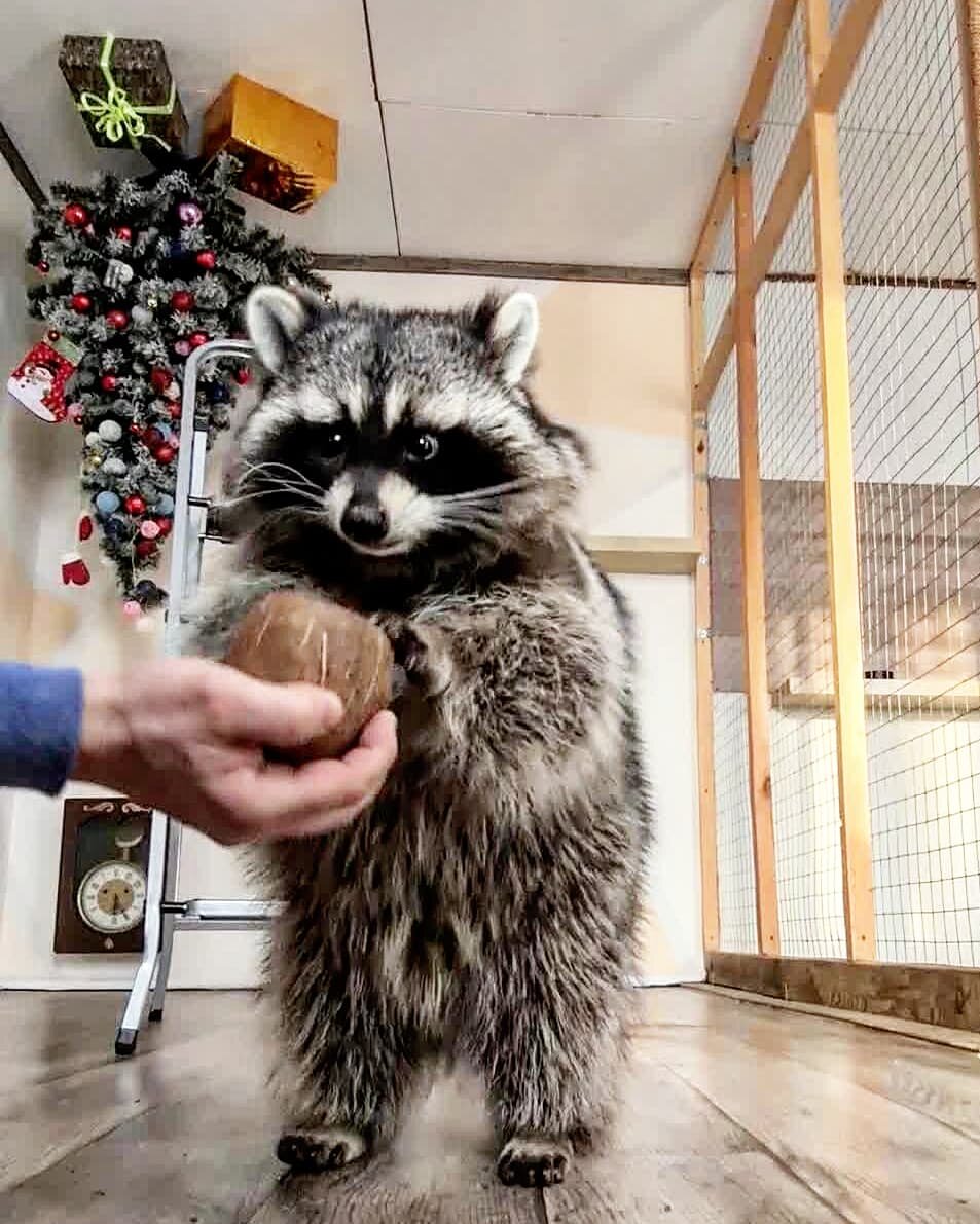 Подарили Вите кокос на Новый год 😀