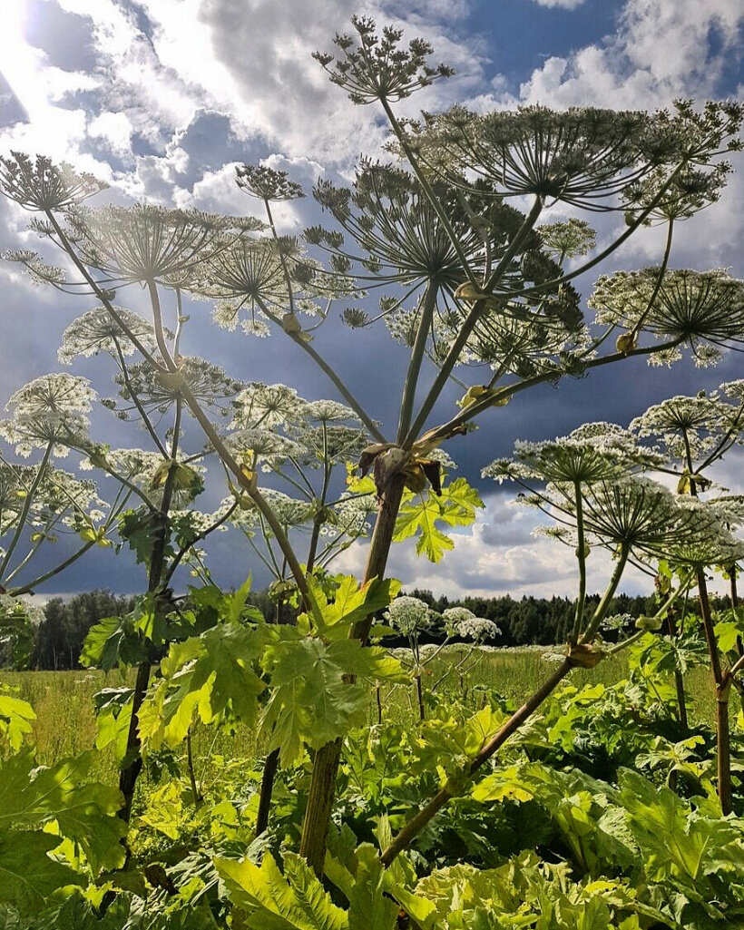 Фото из интернета