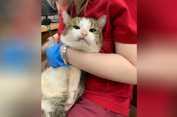 Коту сделали импланты передних лап. Обложка © t.me / catshelp22