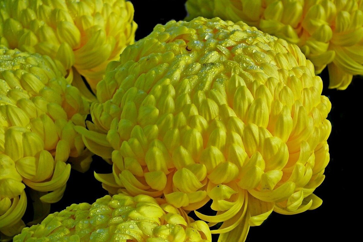 Хризантема Chrysanthemum