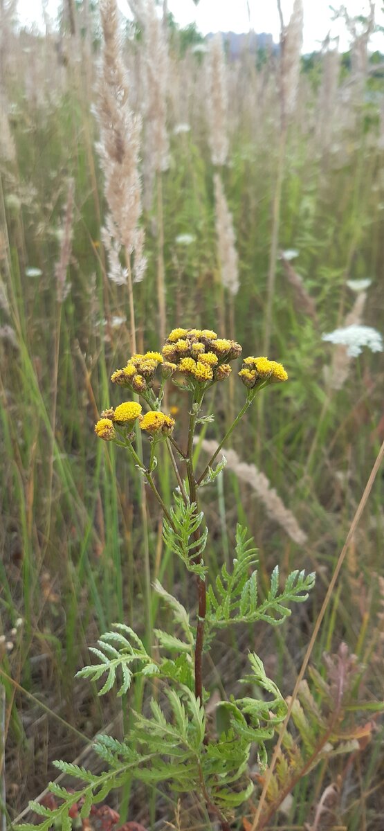 Пижма. По слухам, отпугивает мух. Но здесь их и так нет. 