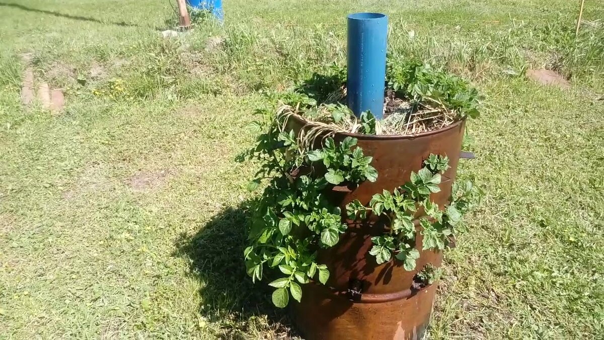 Метод подходит для скудных почв и огородников ограниченных во времени, энергии и месте на участке (в пластиковой трубе есть дырочки по которым поступает вода)
