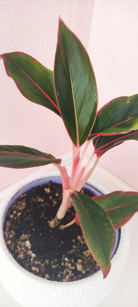 Глаша долго растила этот лист и как только развернули стала растить следующий. Сейчас у неё уже три домашних листа. 